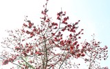 Ngắm hoa gạo nở rực góc trời